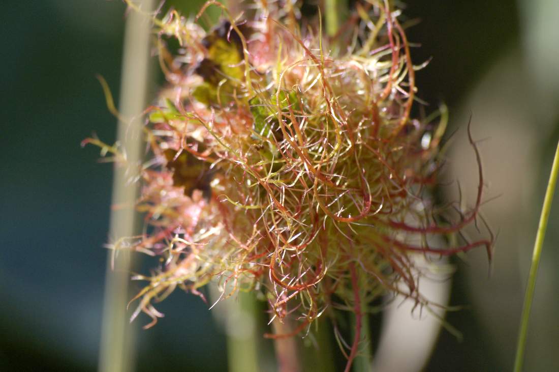 Parassita su rosa canina - Diplolepis rosae