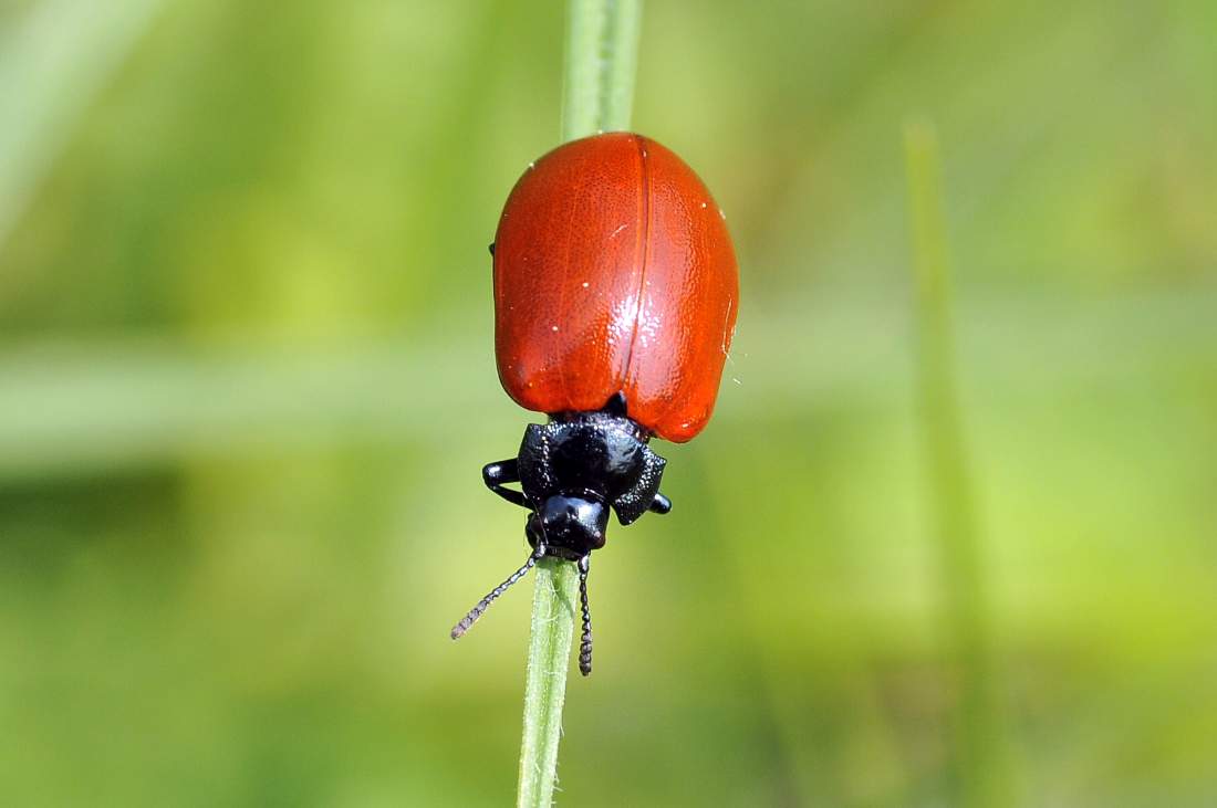 Chrysomela populi - confermata