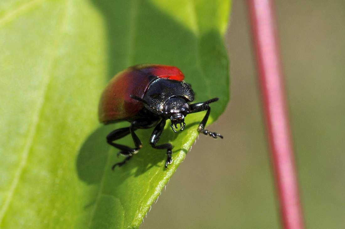 Chrysomela populi - confermata