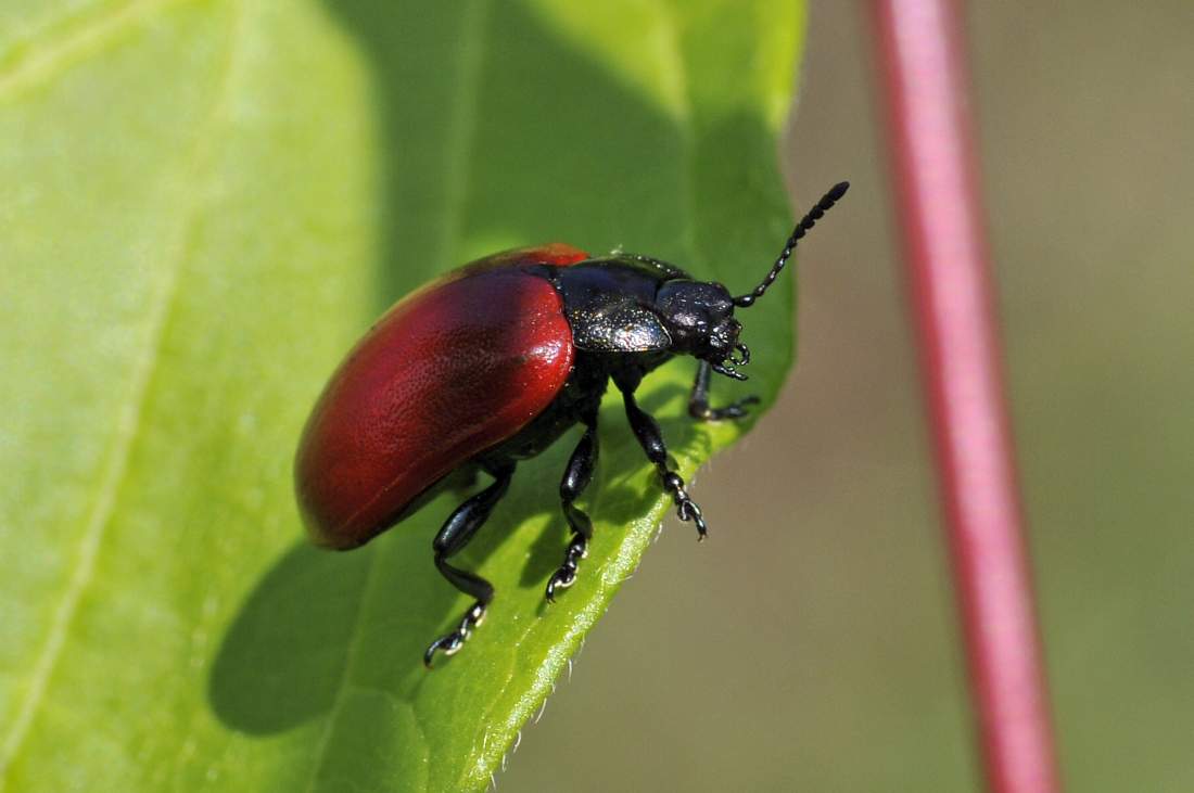 Chrysomela populi - confermata