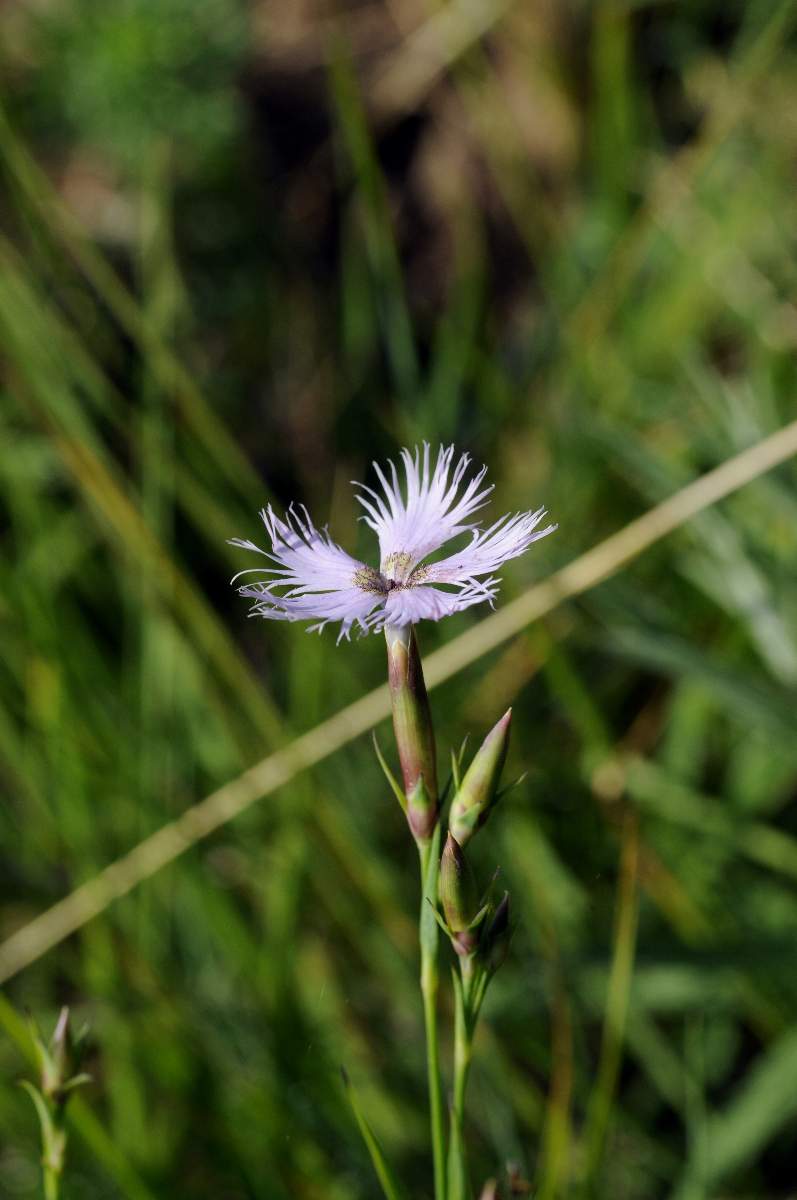 Dianthus da catalogare