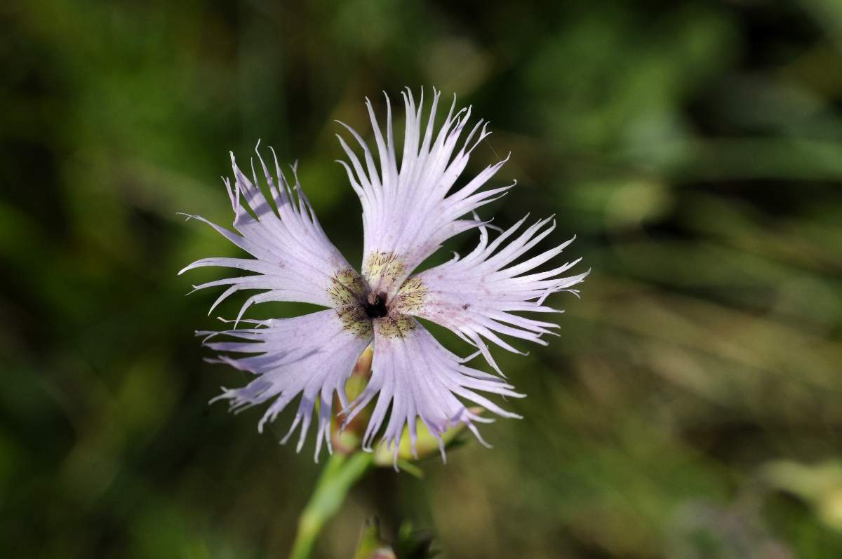 Dianthus da catalogare