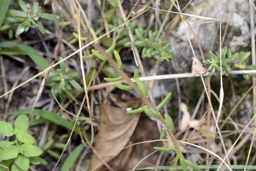 Sedum album