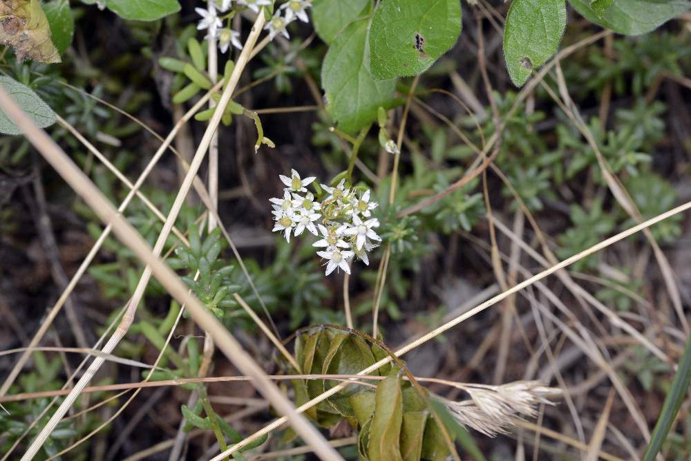 Sedum album