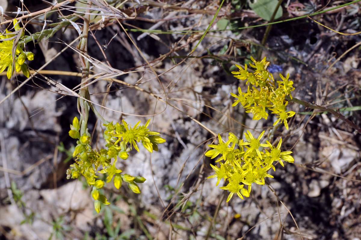 Sedum rupestre