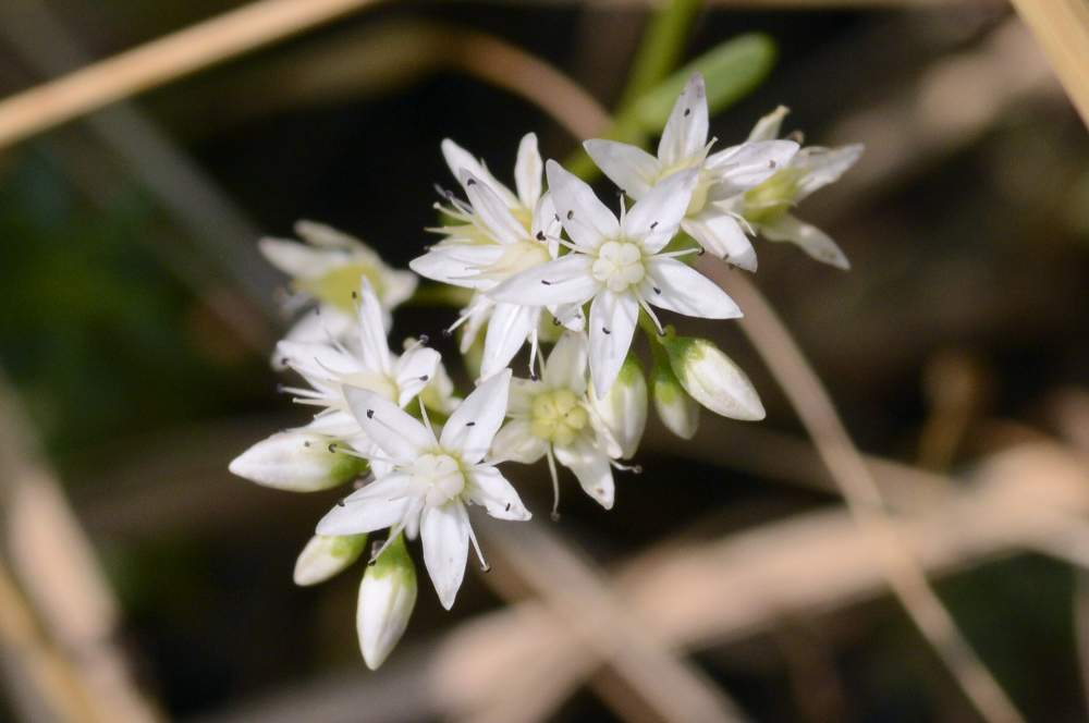 Sedum album