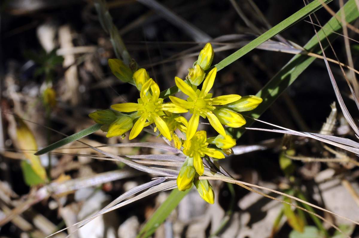 Sedum rupestre