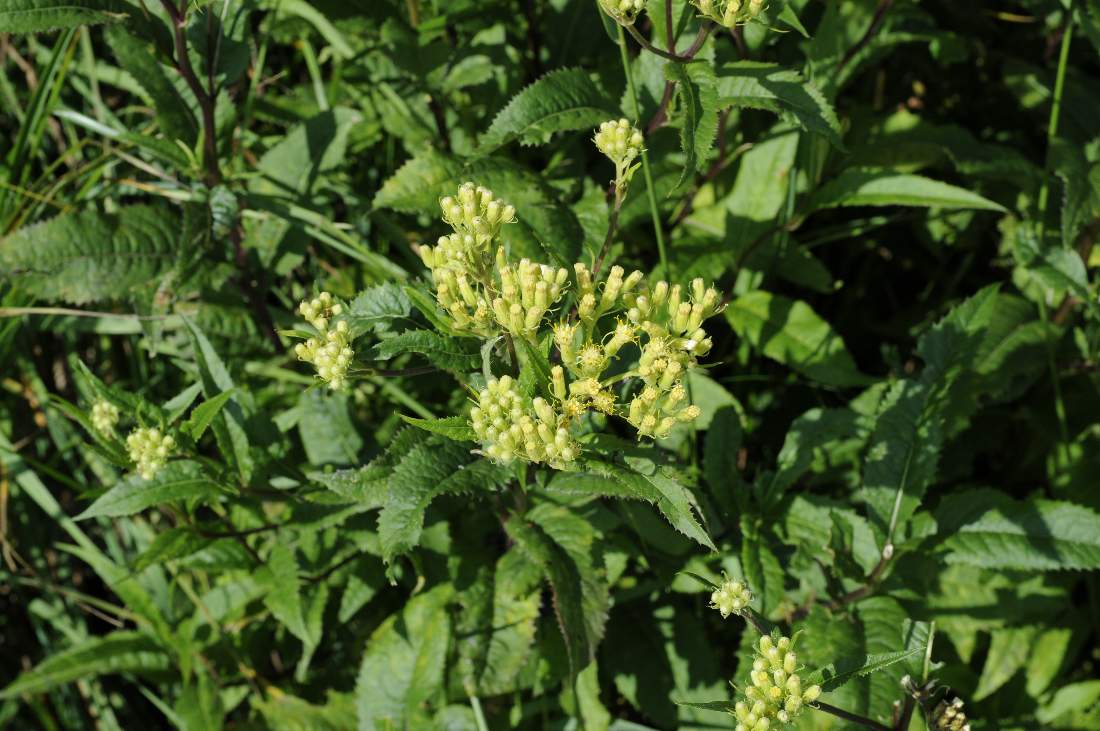 Senecio cacalister per conferma