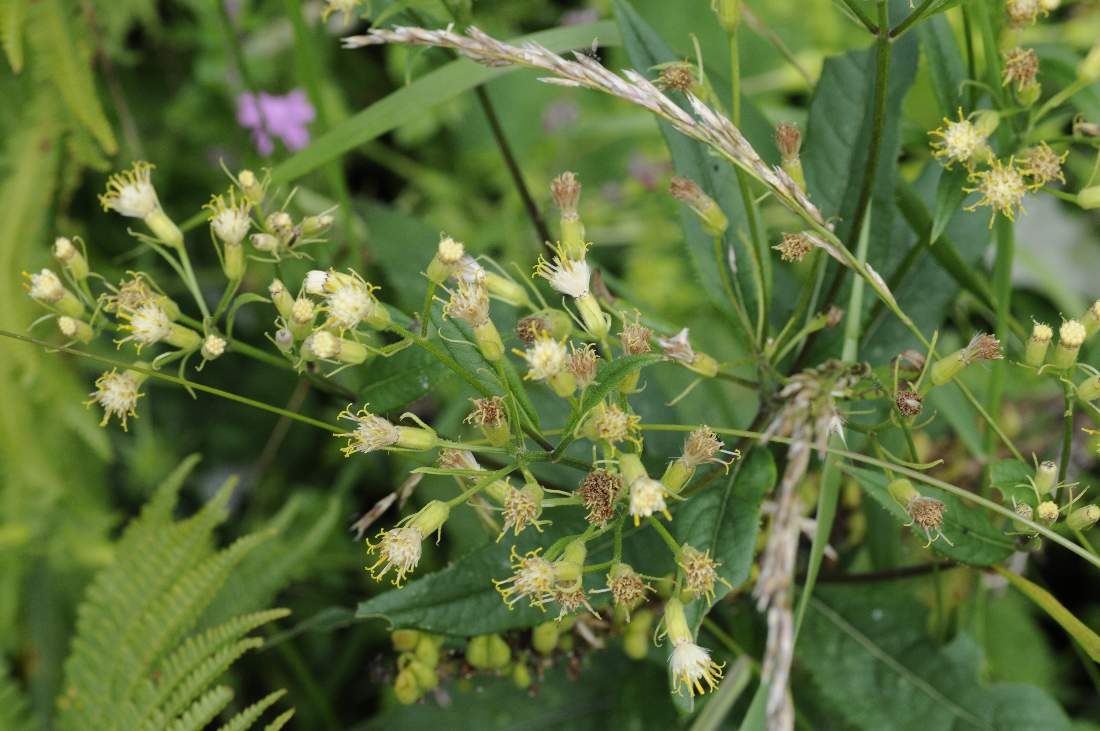 Senecio cacalister per conferma