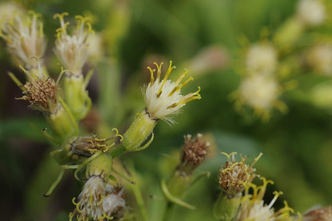 Senecio cacalister per conferma