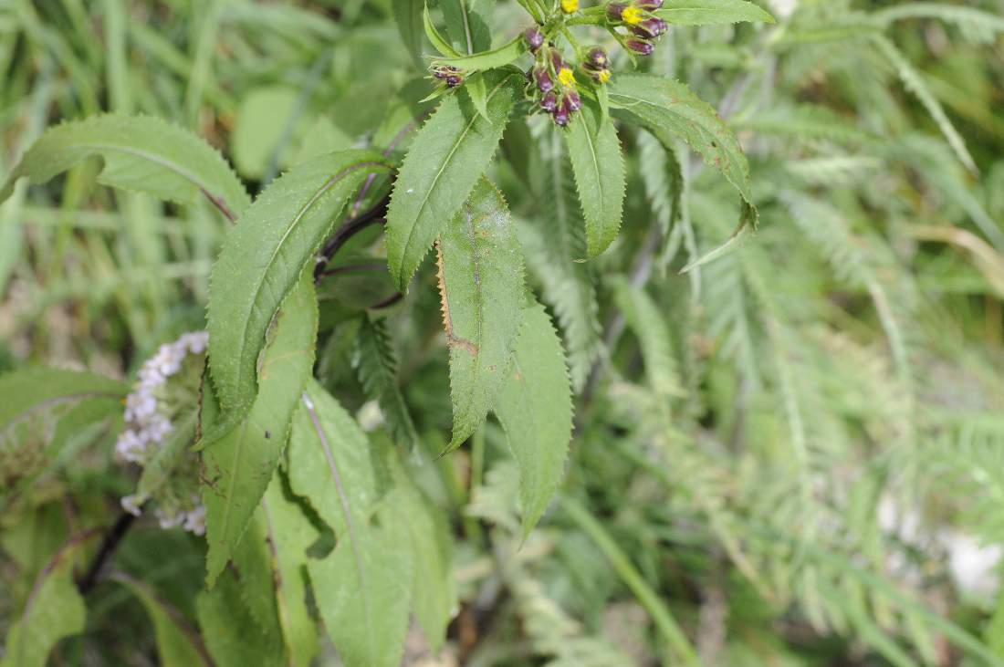 Senecio ovatus, nemorensis da capire