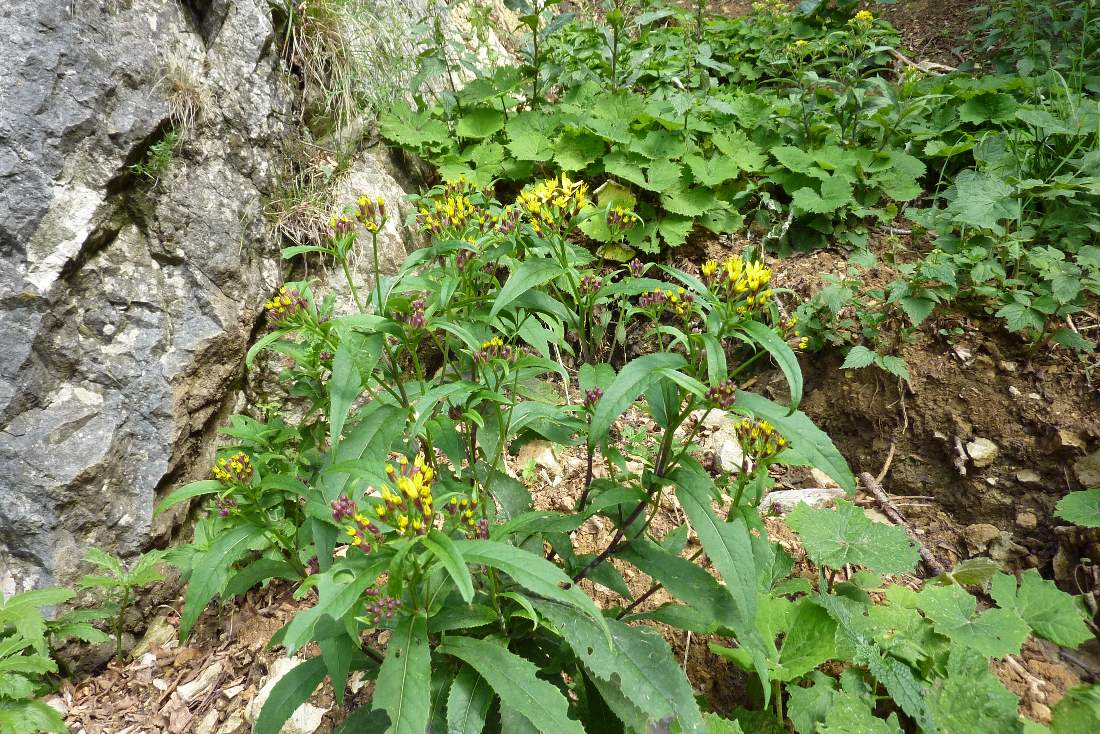 Senecio ovatus, nemorensis da capire