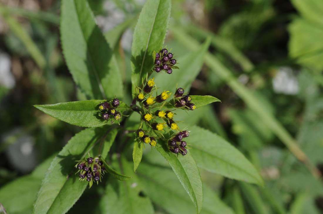 Senecio ovatus, nemorensis da capire