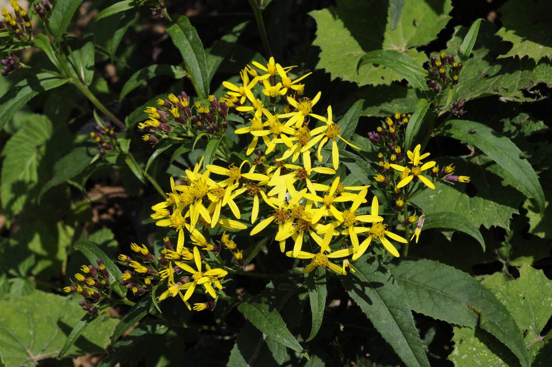 Senecio ovatus, nemorensis da capire