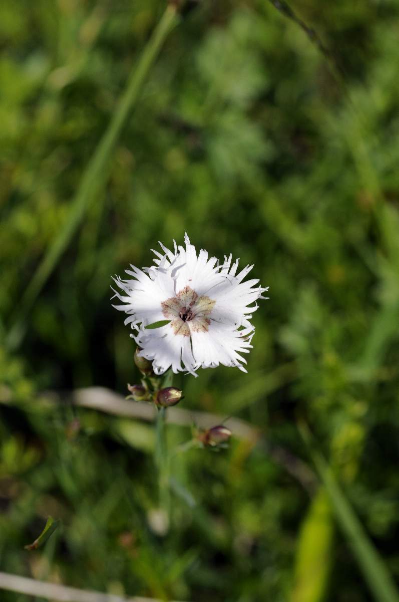 Dianthus da catalogare