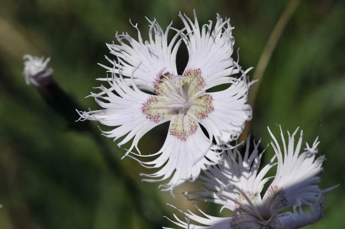 Dianthus da catalogare