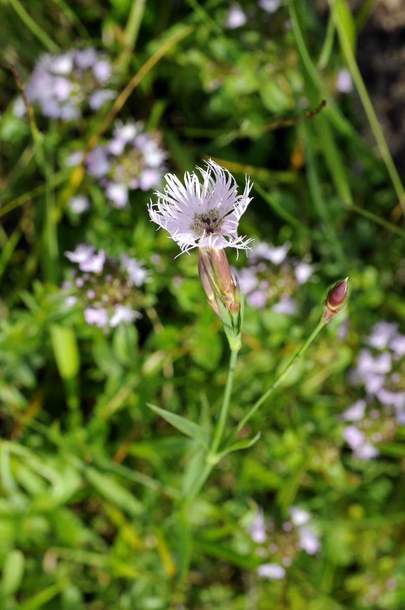 Dianthus da catalogare