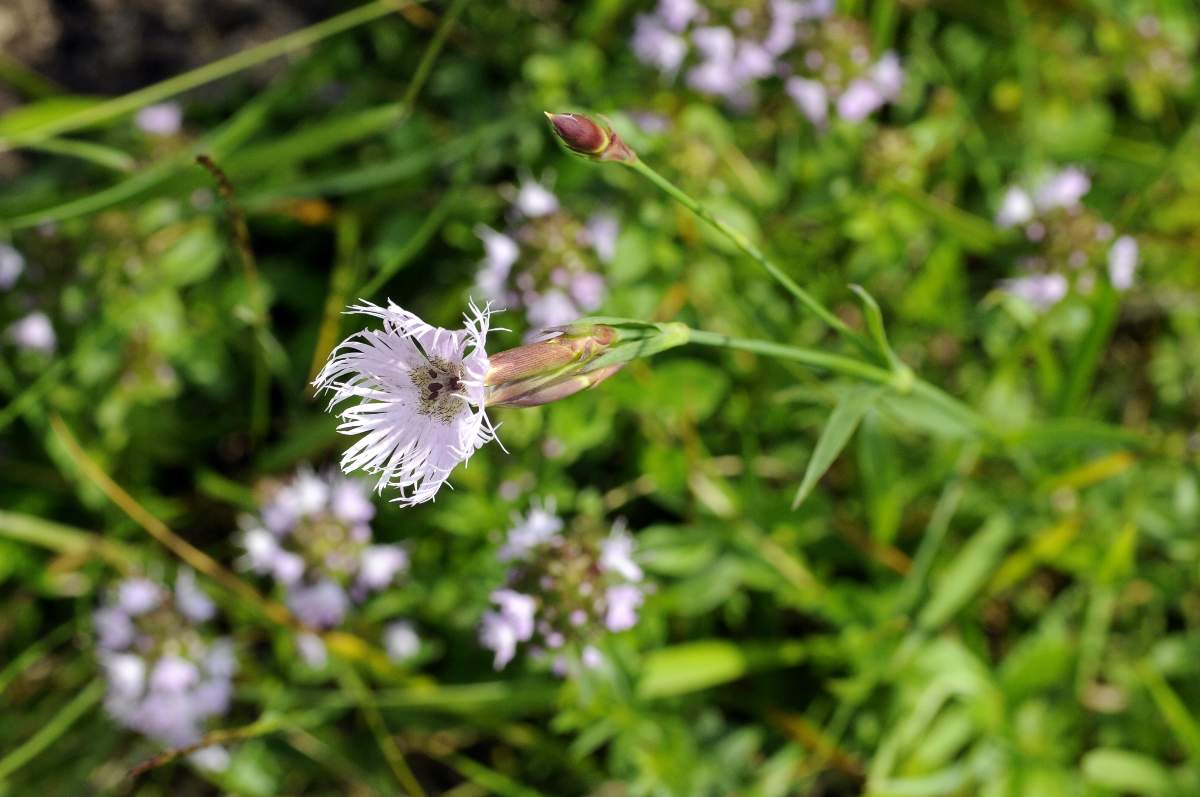 Dianthus da catalogare