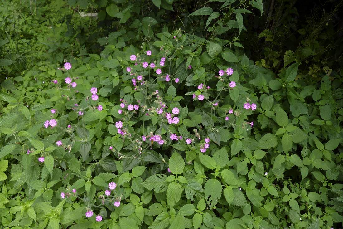 Silene dioica