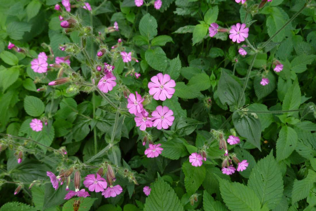 Silene dioica