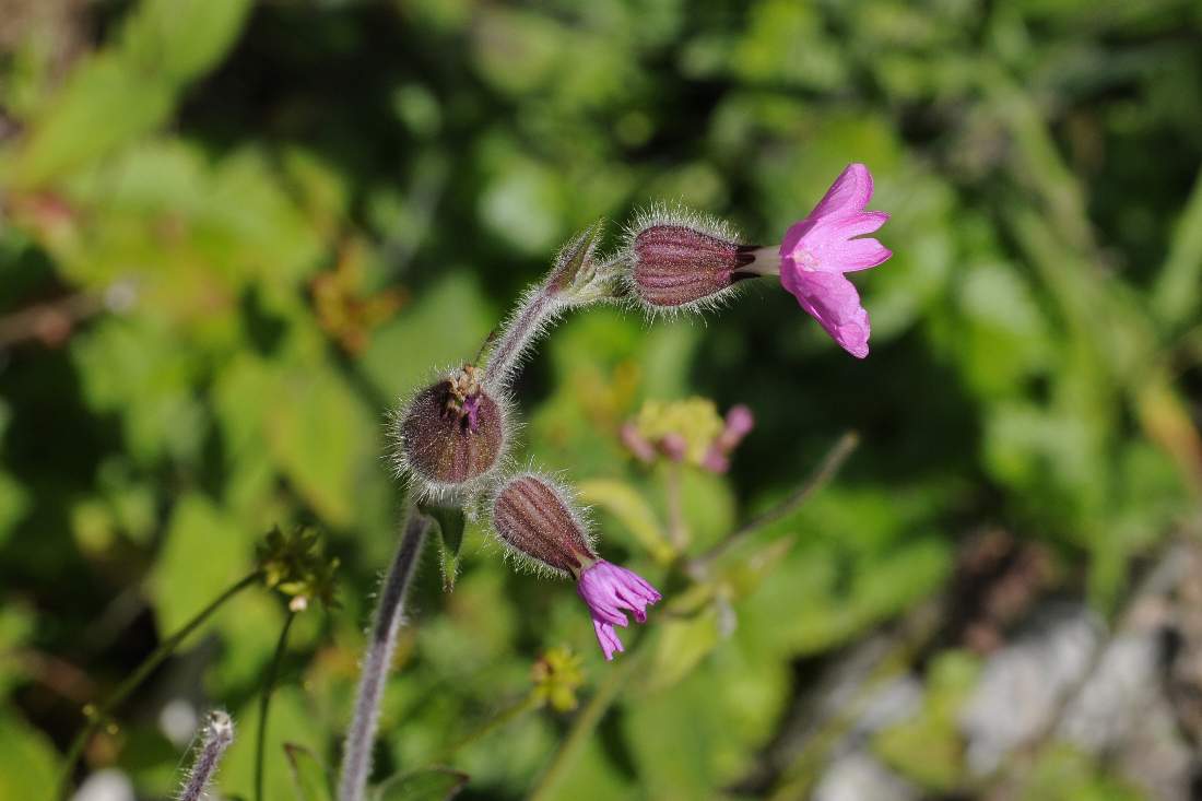 Silene dioica