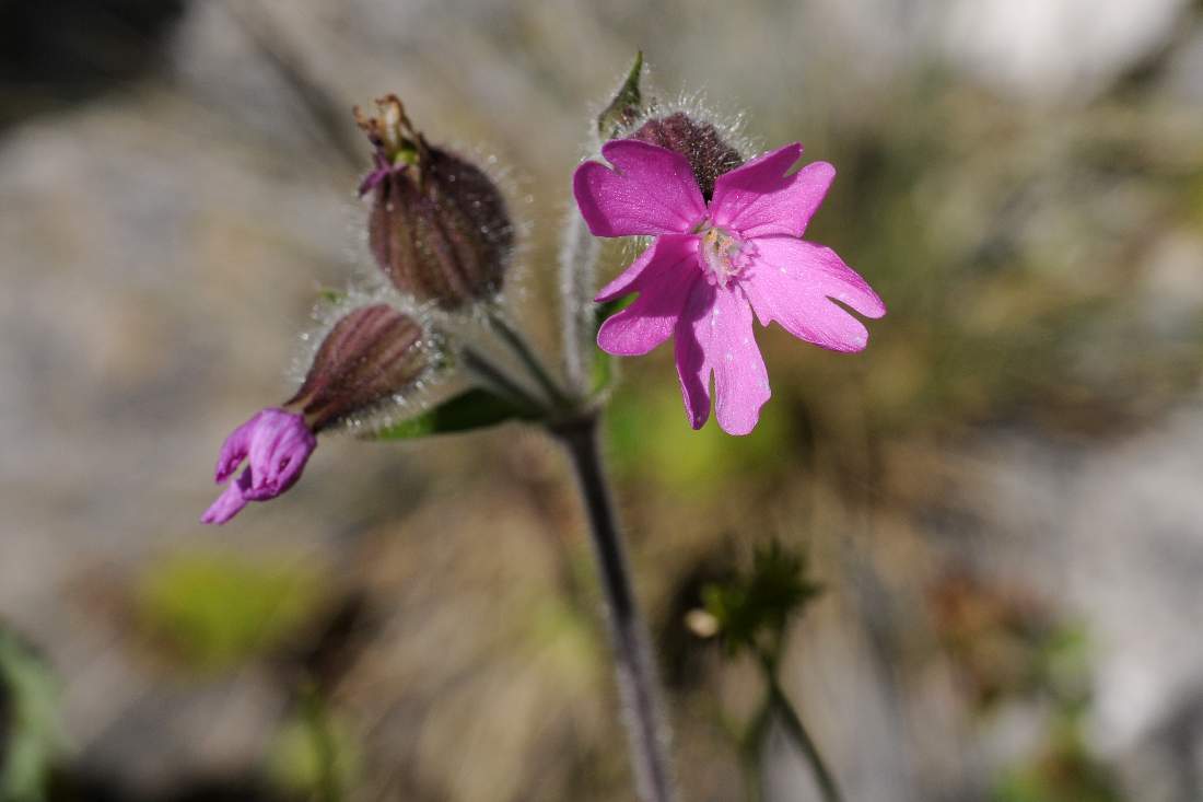 Silene dioica