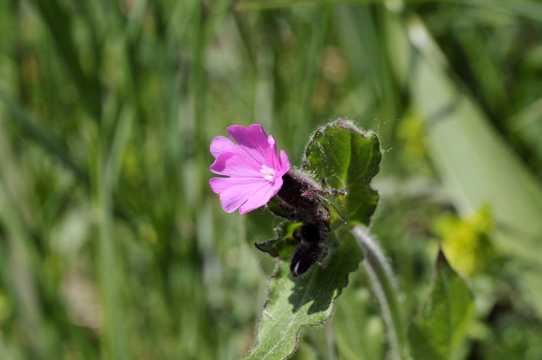 Silene dioica