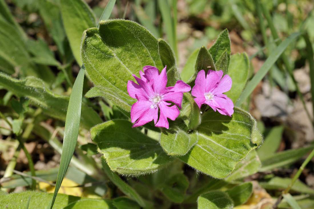 Silene dioica