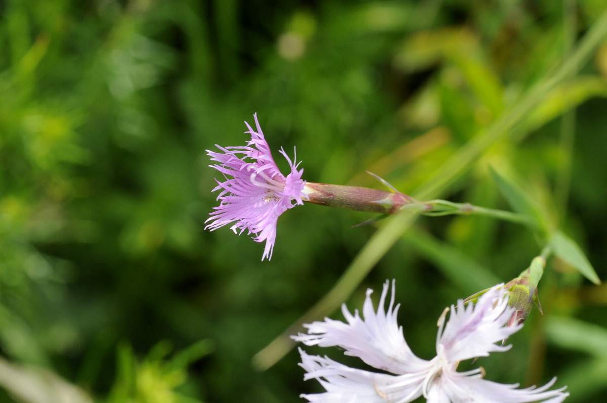 Dianthus da catalogare