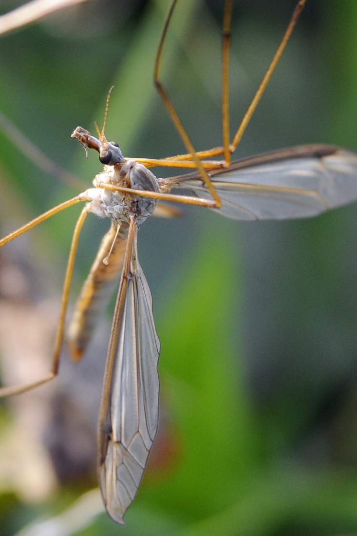 Ancora Tipula da ID credo