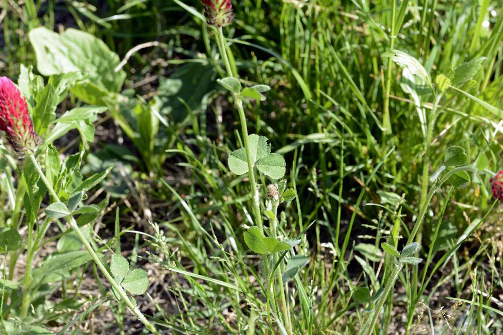 Trifolium incarnatum