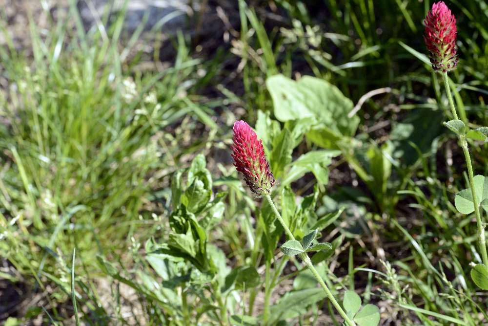 Trifolium incarnatum