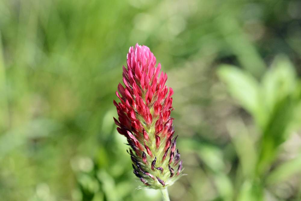 Trifolium incarnatum