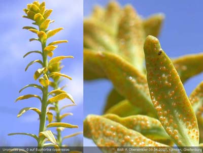 Erba gialla da riconoscere - Euphorbia sp.