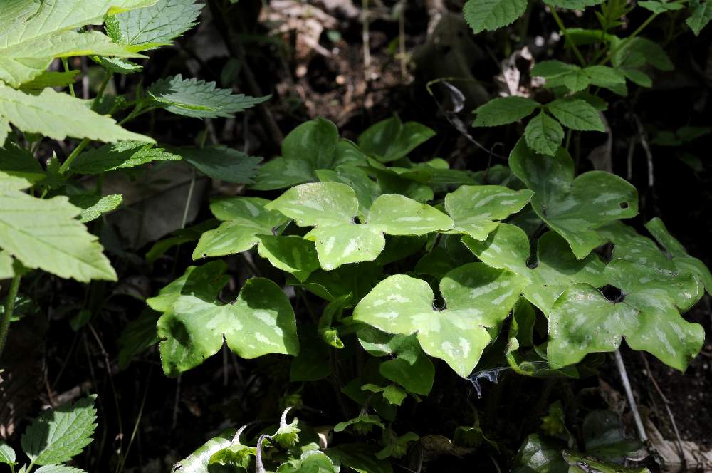 Hepatica nobilis con frutti /Anemone epatica