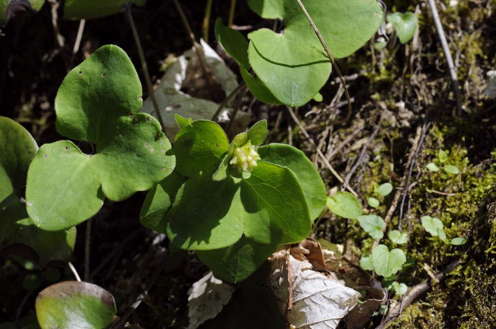 Hepatica nobilis con frutti /Anemone epatica