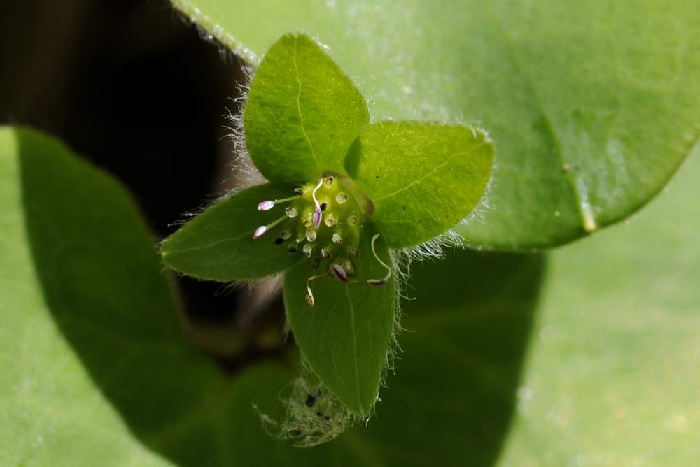 Hepatica nobilis con frutti /Anemone epatica