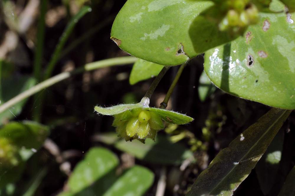 Hepatica nobilis con frutti /Anemone epatica