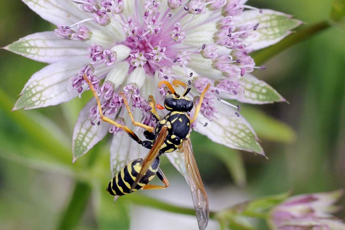 Maschio di Polistes sp.