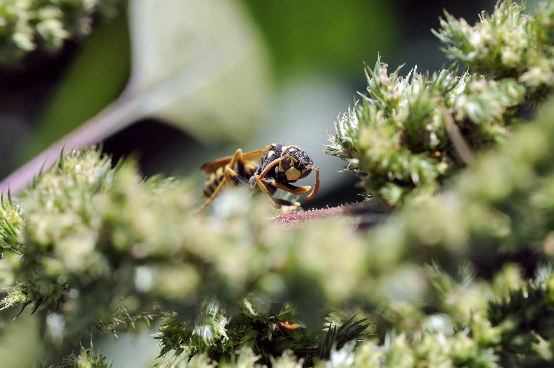 Polistes dominula femmina