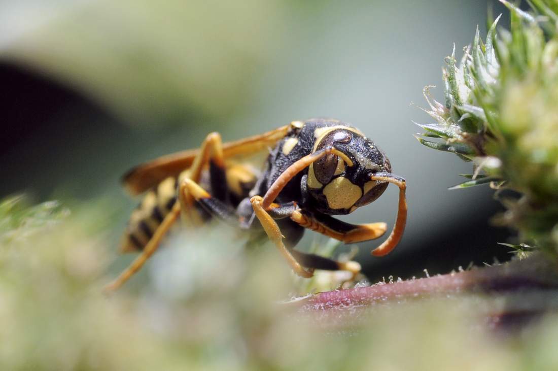 Polistes dominula femmina