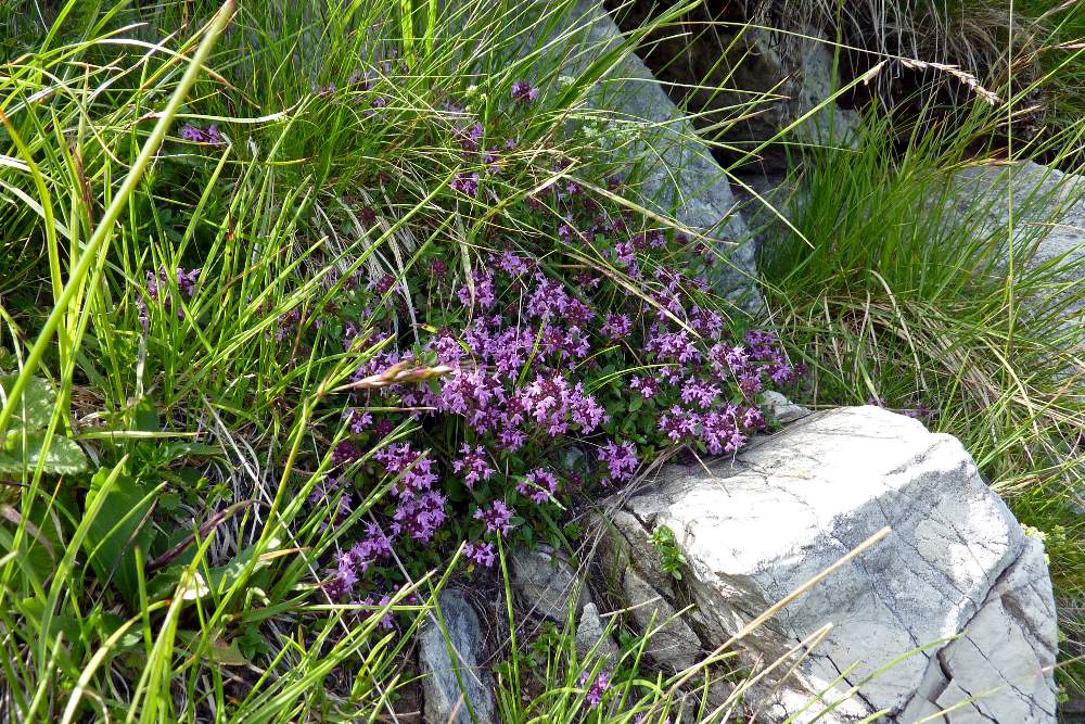 Fiorellini violetti - Thymus sp.