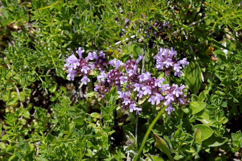 Fiorellini violetti - Thymus sp.