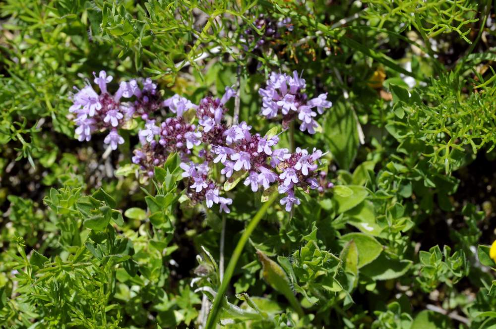 Fiore da determinare - Thymus sp