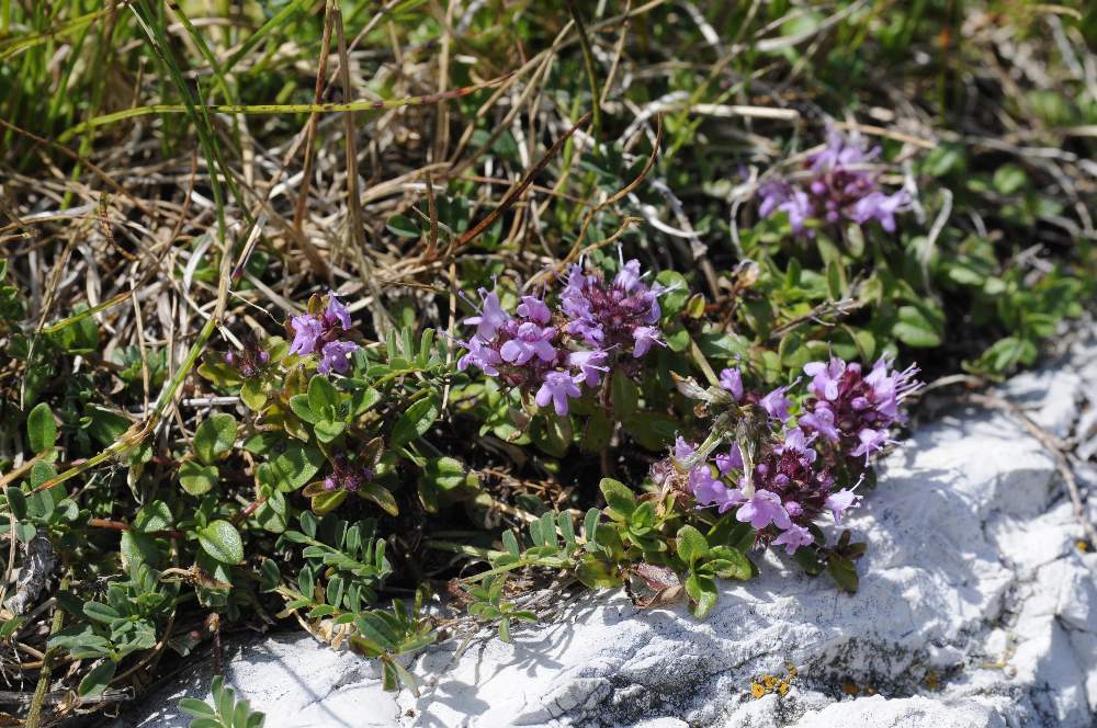 Fiore da determinare - Thymus sp