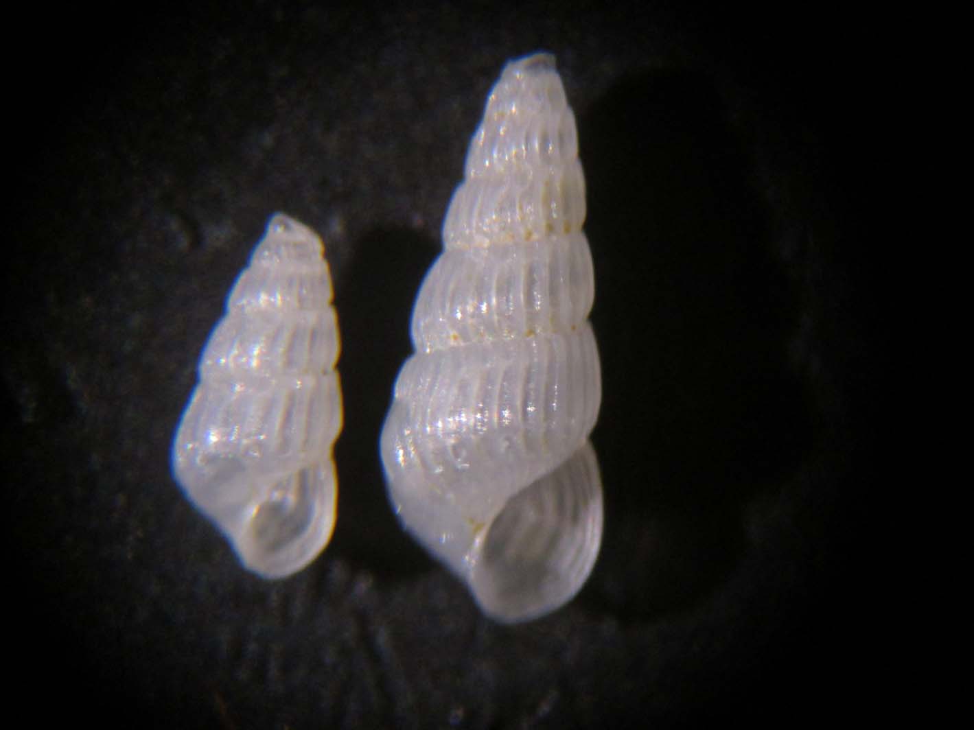 Chrysallida interstincta