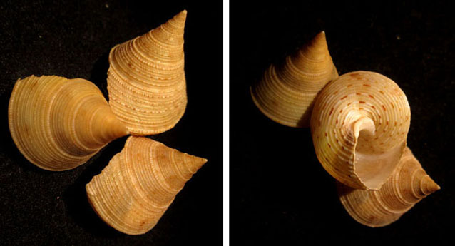 Calliostoma giovanili