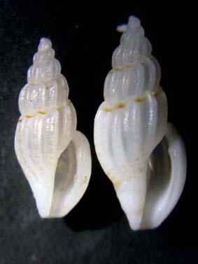 Mangelia multilineolata pusilla Scacchi