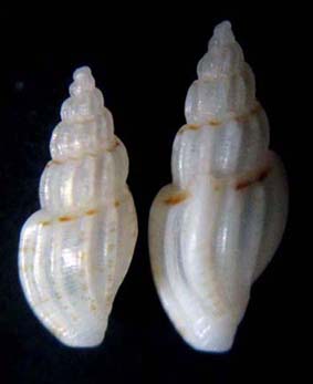 Mangelia multilineolata pusilla Scacchi