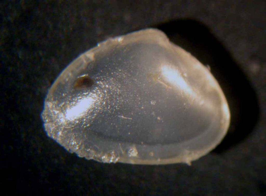 Piccolo bivalve